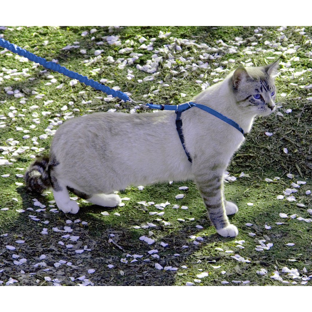 Come with me kitty leash online