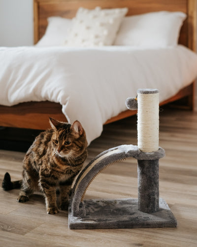 Bud'z - Logan Scratching Post
