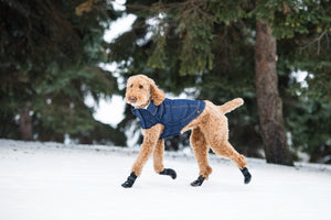 GF Pet - Denim Coat