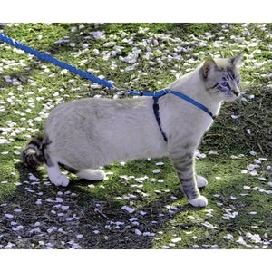 PetSafe - Come With Me Kitty Harness and Bungee Leash